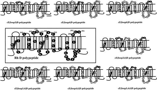 Fig. 1. Predicted membrane topology and amino acid sequences of mutant Rh polypeptide species encoded by SDM constructs. This figure depicts the hypothetical membrane orientation of the Rh D polypeptide (large central panel) in which predicted externalized amino acids are numbered. The wild-type Rh D protein is then compared with SDM mutants that were derived initially from a cDNA encoding an Rh cE cDNA. The mutants were generated by inverse PCR using mutagenic primers, and the predicted extracellular positions of the targeted, Rh D-specific amino acids are shown as solid circles on each of the 7 different mutants. The polymorphic amino acid residues that differentiate the Rh D and Rh CcEe are shown as solid and open circles, respectively, with the single letter amino acid code inside each circle.