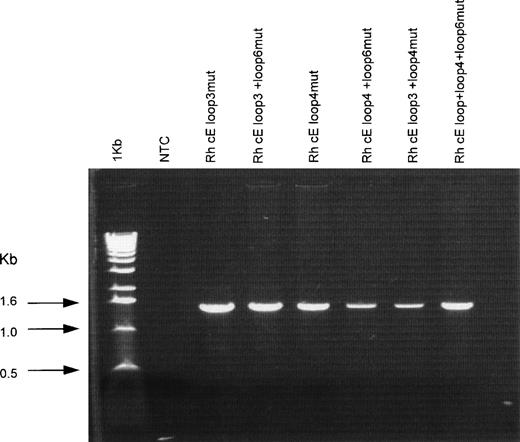 Fig. 2. RT-PCR generation of mutant Rh cDNA from the 6 SDM K562 cell lines. PCR products of 1,497 bp were obtained from each monoclonal K562 line after reverse transcription of purified mRNA from each line. To confirm that the K562 line expressed the anticipated Rh mutant, PCR products were gel-purified and subjected to direct sequencing. All lines were found to express the expected mutant Rh mRNAs. The cE(loop6)D K562 line had been characterized in a previous study.9 NTC, no template control.