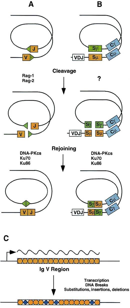 Fig. 1. Mechanisms for antigen receptor gene diversification in lymphocytes. (A) V(D)J recombination is initiated by DNA cleavage at RSS (triangles) bordering variable region gene segments. Rejoining of ends is reciprocal and requires the DNA-PKcs and Ku proteins, as well as XRCC4 and DNA ligase IV. (B) Class switch recombination is targeted by an unknown mechanism involving switch regions located upstream of constant region coding exons. Like V(D)J recombination, rejoining is reciprocal and requires the DNA-PKcs and Ku proteins. (C) Somatic hypermutation is targeted to Ig variable regions by a transcriptional mechanism. DNA breaks occur in the course of the mutation process, which leads to base substitutions as well as small insertions and deletions.