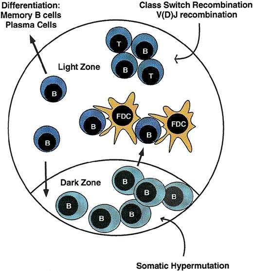 Fig. 2. The germinal center reaction. During immune responses, antigen-responsive B cells proliferate within lymphoid follicles, leading to formation of germinal centers. Rapidly cycling cells are located in the dark zone, where somatic hypermutation of Ig V regions occurs. Cells then exit the cell cycle and migrate to the light zone, where cell fates are determined by interaction with antigen-bearing FDC and antigen-specific T cells or undergo cell death. B cells with high-affinity receptors undergo class switch recombination and may either exit the germinal center to differentiate into memory cells and plasma cells or re-enter the dark zone for additional rounds of replication and hypermutation. Some B cells may also undergo V(D)J recombination.