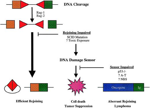 Fig. 3. Model for susceptibility to chromosome translocations mediated by V(D)J recombinase. Antigen receptor diversification is initiated by DNA breaks, mediated in the case of V(D)J recombination by the Rag-1 and Rag-2 proteins at RSS-coding segment borders (depicted by triangles and squares, respectively). The normal rejoining process resolves both sets of DNA ends efficiently, so that the potential for aberrant recombination is minimal. Failure of the normal rejoining process triggers cellular DNA damage sensors, which effect cell death and thereby prevent oncogenic rearrangements. Impairment in cellular DNA damage responses may allow alternative DNA repair pathways to mediate rejoining of antigen receptor genes with sites elsewhere in the genome—sometimes including oncogene loci, which give rise to lymphoma-associated chromosome translocations.