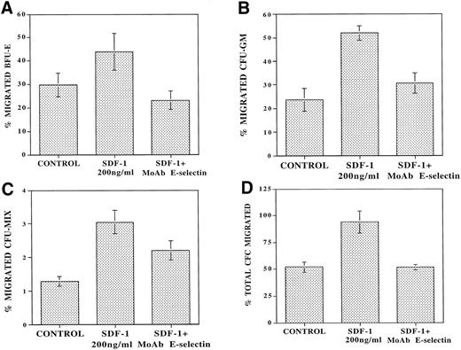 Fig. 5. MoAb to E-selectin blocks transendothelial migration of primary CFU. CB-derived CD34+ cells (105cells/plates) were plated in the upper chamber of 5-μm 24-well costar plates coated with confluent monolayers of IL-1β–activated BMEC. Serum-free X-vivo medium was added to the control wells. After 24 hours of incubation at 37°C, the number of migrating CFU were examined by agarose assay. In the absence of SDF-1, there was spontaneous migration of 29.6% ± 4.9% of added BFU-E (A), 22.3% ± 5% of CFU-GM (B), and 1.4% ± 0.3% of CFU-Mix (C). In the presence of SDF-1, there was an additional migration of 14.2% ± 9.3% of BFU-E (A), 19.1% ± 8.6% of CFU-GM (B), and 1.75% ± 0.37% of CFU-Mix (C) (N = 4,P < .01). However, in the presence of MoAb to E-selectin (10 μg/mL), there was inhibition of the SDF-1–induced migration of 61.8% ± 14.5% of CFU-GM (B) and 48.6% ± 15.0% of CFU-MIX (C) (N = 4). In addition, MoAb to E-selectin inhibited the SDF-1–induced BFU-E migration even below spontaneous levels to 23.2% ± 5.0% (A) (N = 4, P < .05). When taking the total CFU (D) into account, there was spontaneous migration of 53% ± 7% of the added CFC in the control samples. SDF-1 induced additional migration of 41.8% ± 11.0% of the added CFU, and MoAb to E-selectin completely blocked this SDF-1–induced migration by 91.6% ± 13.0% (N = 4, P < .05).
