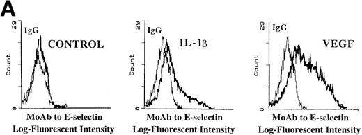 Fig. 7. VEGF stimulation of endothelial cells induces expression of E-selectin and enhances SDF-1–induced CD34+ cell transendothelial cell migration. (A) Confluent monolayers of either BMEC or HUVEC in serum-free conditions were incubated with recombinant endotoxin-free VEGF (40 ng/mL). After an incubation period of 16 hours, the level of E-selectin expression was analyzed by FACS analysis. VEGF upregulated E-selectin by BMEC monolayers (N = 5). Similar results were obtained for HUVEC monolayers (data not shown). IL-1β–stimulated endothelium served as the positive control. (B) Blocking MoAb to E-selectin inhibited SDF-1–induced transmigration of CD34+ cells through VEGF-activated endothelial cells. To determine if the E-selectin expression induced by VEGF supported the SDF-1–induced migration, CB-derived CD34+ cells were plated on VEGF-primed BMEC monolayers. In the absence of any stimulation to the endothelial monolayers, SDF-1 induced migration of only 1.5% ± 0.2% of the added CD34+ cells. SDF-1 induced migration of 15.5% ± 1.1% of CD34+ cells through VEGF-activated endothelial monolayers. Blocking MoAb to E-selectin (10 μg/mL) inhibited this migration of CD34+cells by 31.6% ± 1.6% (N = 3, P < .05). In addition, SDF-1 induced migration of 22% ± 2.8% of CD34+ cells through IL-1β–activated endothelial cells (N = 3, P < .05), which was inhibited by MoAb to E-selectin by 36.0% ± 2.8%. When the endothelial monolayers were treated with both VEGF and IL-1β, SDF-1 induced the migration of 24.8% ± 1.1% of CD34+ cells through the endothelial monolayer; MoAb to E-selectin inhibited this migration by 40.4% ± 0.4%.