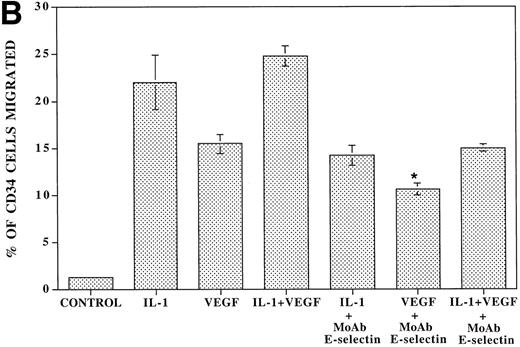 Fig. 7. VEGF stimulation of endothelial cells induces expression of E-selectin and enhances SDF-1–induced CD34+ cell transendothelial cell migration. (A) Confluent monolayers of either BMEC or HUVEC in serum-free conditions were incubated with recombinant endotoxin-free VEGF (40 ng/mL). After an incubation period of 16 hours, the level of E-selectin expression was analyzed by FACS analysis. VEGF upregulated E-selectin by BMEC monolayers (N = 5). Similar results were obtained for HUVEC monolayers (data not shown). IL-1β–stimulated endothelium served as the positive control. (B) Blocking MoAb to E-selectin inhibited SDF-1–induced transmigration of CD34+ cells through VEGF-activated endothelial cells. To determine if the E-selectin expression induced by VEGF supported the SDF-1–induced migration, CB-derived CD34+ cells were plated on VEGF-primed BMEC monolayers. In the absence of any stimulation to the endothelial monolayers, SDF-1 induced migration of only 1.5% ± 0.2% of the added CD34+ cells. SDF-1 induced migration of 15.5% ± 1.1% of CD34+ cells through VEGF-activated endothelial monolayers. Blocking MoAb to E-selectin (10 μg/mL) inhibited this migration of CD34+cells by 31.6% ± 1.6% (N = 3, P < .05). In addition, SDF-1 induced migration of 22% ± 2.8% of CD34+ cells through IL-1β–activated endothelial cells (N = 3, P < .05), which was inhibited by MoAb to E-selectin by 36.0% ± 2.8%. When the endothelial monolayers were treated with both VEGF and IL-1β, SDF-1 induced the migration of 24.8% ± 1.1% of CD34+ cells through the endothelial monolayer; MoAb to E-selectin inhibited this migration by 40.4% ± 0.4%.