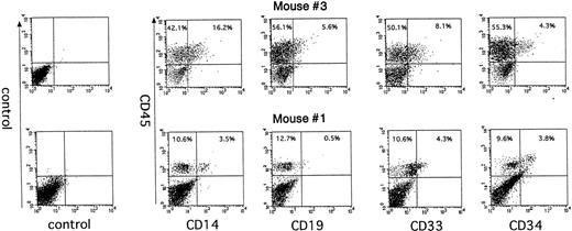 Fig. 5. The multilineage reconstitution in NOD/SCID mice 6 weeks after transplantation of cultured Lin−CD34−cells. Human Lin−CD34− cells were cultured on HESS-5 cells for 4 days and transplanted into irradiated NOD/SCID mice. Mice were killed 6 weeks after transplantation and BMC were analyzed for human CD45-FITC and lineage markers labeled with PE.