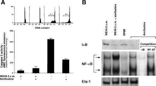 Fig. 1. Inhibition of apoptosis and enhancement of NF-κB/Rel nuclear levels in 32D cells by amifostine. (A) 32D cells (2 × 105/mL) were incubated in the presence or the absence of WEHI-3 CM and with or without amifostine (100 μg/mL). Propidium iodide incorporation in cell DNA and caspase 3 activity were measured after 18 and 12 hours, respectively. (B) 32D cells (2 × 105/mL) were incubated in the presence or absence of WEHI-3 CM and with or without amifostine (100 μg/mL) for 3 hours. The levels of IκB were analyzed in cytoplasmic extracts by Western blotting. The NF-κB/Rel complexes were examined by EMSA of nuclear extracts incubated with a 32P-labeled κB oligonucleotide. Where indicated, the nuclear extracts were incubated with the32P-labeled κB oligonucleotide in the presence of excess (50×) amounts of unlabeled κB or a different (NF-AT) oligonucleotide.