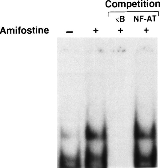 Fig. 4. Enhancement of NF-κB/Rel nuclear levels in human cord blood CD34+ cells by amifostine. CD34+cells (purity, >96%, ≤98%; 105/mL) were incubated in 10% FCS-RPMI, with or without amifostine (8 μg/mL), for 16 hours. Then nuclear extracts were obtained, incubated with a32P-labeled κB oligonucleotide, and analyzed by EMSA. Where indicated, the nuclear extracts were incubated with the32P-labeled κB oligonucleotide in the presence of excess (50×) amounts of unlabeled κB or a different (NF-AT) oligonucleotide.
