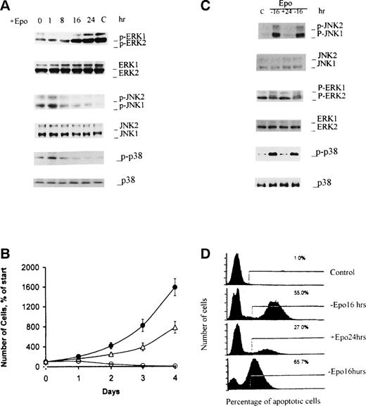 Fig. 2. The addition of EPO to EPO-deprived cells produces activation of ERKs, inactivation of JNKs and p38 MAPK, and rescue of HCD-57 cells from apoptosis. (A and B) After 4 hours of EPO-starvation, HCD-57 cells were cultured in complete medium containing 2 U/mL EPO for the indicated periods of time. Cells were lysed for Western blot analyses with the indicated antibodies (A) or cell growth was measured as an index of cell viability (B). (•) Cells were cultured in the complete medium with EPO; (▵) cells were EPO-starved for 4 hours and then were cultured in EPO-containing medium; (○) cells were continually incubated in EPO-free medium. (C and D) After 16 hours of EPO-starvation, HCD-57 cells were cultured in complete medium containing 2 U/mL EPO for 24 hours and then placed in EPO-free medium and incubated for another 16 hours. Analyses of JNK1/2, p38 MAPK, and ERK1/2s (C) and assays of apoptosis (D) were performed as described in Fig 1. Lane C in (C) denotes control cells grown in the presence of EPO.