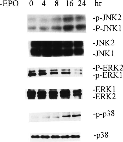 Fig. 3. Withdrawal of EPO produces activation of JNKs and p38 MAPK and inactivation of ERKs in human primary erythroid colony-forming cells. Purifed day-8 human erythroid colony-forming cells, which are mainly CFU-E, were EPO-starved for the indicated periods of time. Cell extractions and Western blot analyses were performed as described in Figs 1 and 2.