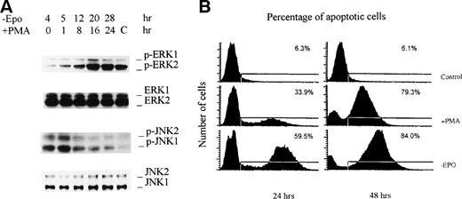 Fig. 4. PMA produces activation of ERKs, inactivation of JNKs, and inhibition of cell apoptosis. HCD-57 cells were cultured in an EPO-free medium for 4 hours, followed by the addition of 50 nmol/L PMA. Cells were cultured further for the indicated periods of time before either being lysed for Western blot analyses with the indicated antibodies or analyzed for apoptosis. Lane C denotes control cells grown in the presence of EPO.