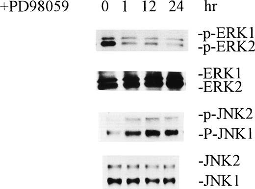 Fig. 5. MEK inhibitor PD98059 inhibited activation of ERKs and caused activation of JNKs. Normal growing HCD-57 cells were incubated with 100 μmol/L PD98059 for the indicated periods of time. Cell extractions and Western blot analyses were performed as described in Figs 1 and 2.