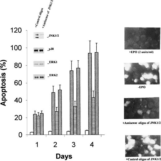 Fig. 6. Antisense oligonucleotides specifically suppress JNK1/2 expression and retard apoptosis of HCD-57 cells in the absence of EPO. Antisense and control oligonucleotides for JNK1/2 were introduced into HCD-57 cells by lipofection as described in Materials and Methods. EPO starvation was started 44 hours after cell transfection. Expression levels of JNK1/2, p38 MAPK, and ERK1/2 were determined by Western blotting analyses 74 hours after EPO starvation (inset in the left panel). Apoptosis was determined by flow cytometric assays after 1 to 4 days of EPO withdrawal (left panel) and by fluorescent cell staining after 2 days (right panel). The photograph was taken with 400× magnification. Open bars and the top photo on right, EPO-containing medium; reverse-slashed bars and the second photo on right, EPO-free medium; horizontal bars and the third photo, EPO-free medium plus antisense oligonucleotide; and slashed bars and the bottom photo on right, EPO-free medium plus control oligonucleotide. Bright cell images indicate apoptosis.