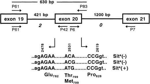 Fig. 5. PCR strategy for the elucidation of the GPIa gene surrounding the polymorphic base at position 2531 (arrow). Genomic DNA was amplified by PCR using primer pairs P61, P42 and P6, P7. PCR products were sequenced for the determination of exon-intron boundaries. The polymorphic exon 20 (bases 2478-2619) encoding the amino acids Glu782-Pro828 is flanked by 2 introns (421 and 1,200 bp) of phases 2 and 0 (italic). For genotyping analysis of the polymorphic bases 2531 and 2532 (bold), a 630-bp fragment was amplified using primer pair P61, P83.
