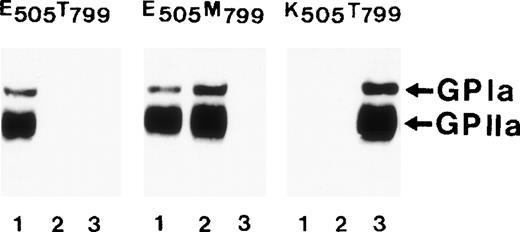 Fig. 7. Immunoprecipitation analysis of allele-specific recombinant GPIa isoforms. Recombinant forms of GPIa/IIa complex were produced in CHO cells transfected either with Glu505Thr799 (left panel), Glu50Met799 (middle panel), or Lys505Thr799 (right panel) form of GPIa. After surface labeling with biotin, cell lysates were immunoprecipitated with anti-Brb (lanes 1), anti-Sita (lanes 2), and anti-Bra (lanes 3). Immunoprecipitates were analyzed on 7.5% SDS-PAGE under nonreduced conditions, transferred onto nitrocellulose membrane, and visualized using chemiluminescence substrate.