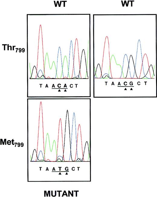 Fig. 4. Nucleotide sequence analyses of amplified GPIa cDNA derived from 2 Sita (+) individuals (A.I.1 and A.II.1; Fig 2). PCR product encompassing nucleotides 2304-2854 was subcloned into the plasmid vector pGEM-5Zf and sequenced on both strands using primers corresponding to the SP6 and T7 RNA polymerase promotor sequences. The base exchanges of the wild-type (WT) CA or CG to the mutant TG at positions 2531 and 2532 (arrows) result in a Thr799 (ACA or ACG) → Met799 (ATG) substitution.
