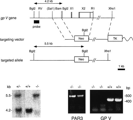 Fig. 1. Generation of GPV-deficient mice. (A) Gene-targeting strategy. A replacement vector69 was used to substitute a neomycin phosphotransferase expression cassette (Neo) for the entireGpV gene. The wavy line represents plasmid backbone; TK, HSV thymidine kinase expression cassette. X1 and X2 represent exons 1 and 2 of the GpV gene, with the coding region shown as a white box and the 5′ and 3′ untranslated regions shown as shaded boxes. (Sal1) indicates a Sal I restriction endonuclease site found in the P1 bacteriophage vector containing the GpV gene that was used to construct the targeting vector. (B) Southern blot analysis of Bgl2-digested genomic DNA from the tails of pups derived from GpV+/− matings using 5′ flanking probe (A). Targeting removed an endogenous Bgl2 site and introduced a new Bgl2 site. The 4.2- and 5.5-kb bands correspond to wild-type and targeted alleles, respectively. (C) RT-PCR analysis of GpV+/+ andGpV−/− mouse spleen total RNA using GpV (right panel) and Par3g (left panel) primers.