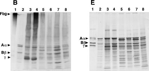 Fig. 3. Western blot analysis of fibrinogen in media (A and D) or in CHO cell lysates (B, C, E, and F) that were transfected with mutant or normal fibrinogen γ-chain plasmid. The samples were subjected to 8% SDS-PAGE under nonreduced conditions (A, B, and C) or 10% SDS-PAGE under reduced conditions (D, E, and F). After transfer to nitrocellulose membrane, blots were developed with a rabbit antihuman fibrinogen antibody (A, B, D, and E) or a rabbit antihuman fibrinogen γ-chain antibody (C and F) that reacted to not only human fibrinogen γ-chain, but also to Bβ-chain. The samples in each figure were (1) purified fibrinogen from normal control plasma, (2) ABβ CHO cells, (3) γ153C-7, (4) γ153C-16, (5) γ153R-24, (6) γ153R-32, (7) γ153A-7, and (8) γ153A-11.