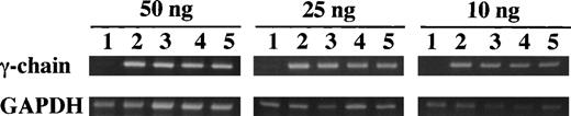 Fig. 4. Semiquantitative RT-PCR analysis of γ-chain mRNA expression in cell lines. Increasing amounts of total input RNA (10, 25, and 50 ng) from transfected CHO cell lines (γ153C-8 and -14, γ153R-24, and γ153A-10) were reverse transcribed and amplified for 25 cycles. The PCR products for the γ-chain (492 bp) and GAPDH primers (452 bp) were visualized by ethidium bromide staining with 2% agarose gels. The samples in the figure were (1) ABβ CHO cells, (2) γ153C-14, (3) γ153C-8, (4) γ153R-24, and (5) γ153A-10.