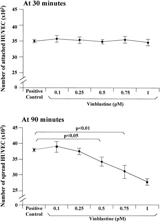 Fig. 4. Effect of VBL on the adhesion of HUVEC on the FN substrate. The cells were incubated for 90 minutes in the specific growth medium without FCS (positive control) and in this medium containing each VBL dose. The attachment to and the spreading on FN were assessed at 30 minutes and 90 minutes, respectively. Bars represent the mean ± 1 SD in 1 representative experiment out of 6. Significance by the Wilcoxon rank test.
