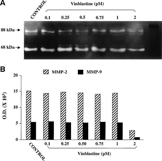Fig. 6. SDS-PAGE gelatin zymography of the CM of EA.hy926 endothelial cells either nonexposed (positive control) or exposed to each VBL dose for 24 hours. (A) White bands against a dark background corresponding to the gelatinolytic areas of the MMP-2 and MMP-9 activity. (B) MMP-2 activity measured by screening band intensity through computerized image analysis.