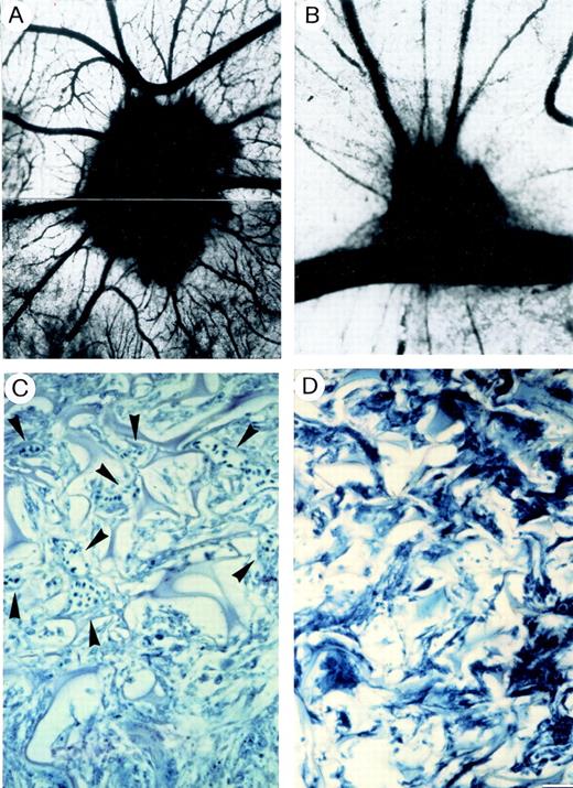 Fig. 7. The CAM of a 12-day-old chick embryo incubated for 4 days with a gelatin sponge loaded with (A), (C) the angiogenic basic fibroblast growth factor (FGF-2) or with (B), (D) FGF-2 plus VBL 0.75 pmol/L. Note sub (A) numerous blood vessels converging like spokes toward the sponge after India ink injection, whereas in sub (B) there are very few vessels around the sponge or converging toward it. (C) Histologic section of the sponge at the boundary with the CAM mesenchyme shows several canalized, dilated vessels (arrowheaded) intermingled in a collagenous matrix among the trabeculae. (D) No vessels are observed in the histologic section of the sponge at the boundary. Bar, (A), (B) = 8 mm; (C), (D) = 90 μm.