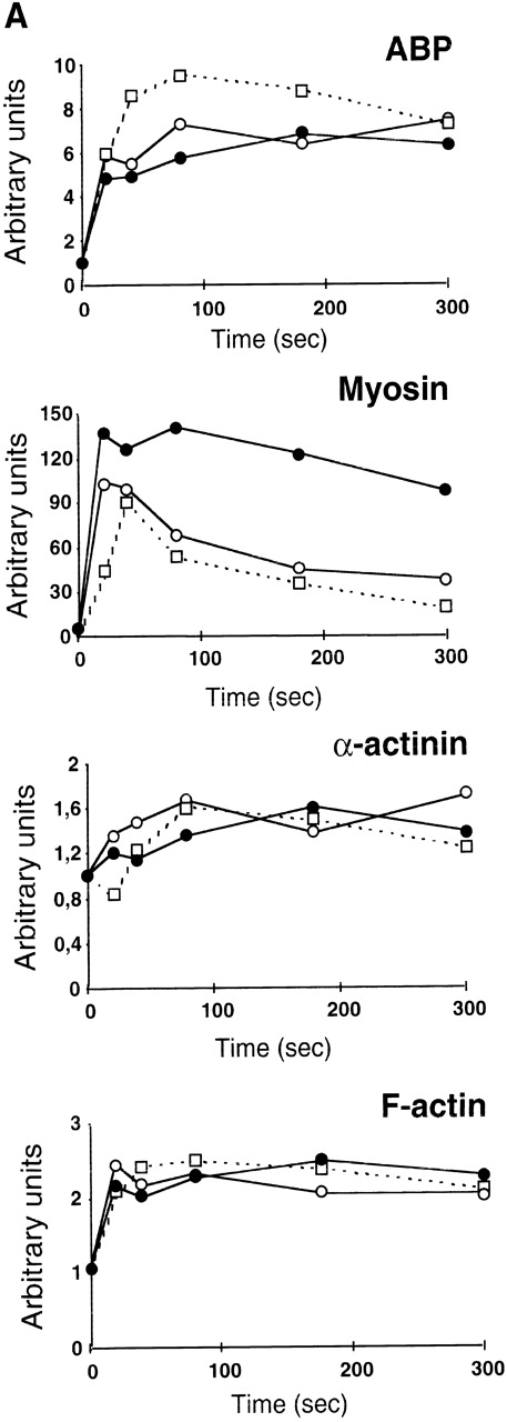 Fig. 6. Both apyrase and the PI 3-kinase inhibitor wortmannin specifically affect the association of myosin heavy chain with the cytoskeleton and the organization of signaling complexes. (A) Cytoskeletons were isolated from 40 μmol/L TRAP-treated platelets at various time points in the absence (•) or in the presence of 1 U/mL apyrase (○) or 100 nmol/L wortmannin (□). Cytoskeletal proteins were separated by a 7.5% SDS-PAGE and visualized by Coomassie Blue staining. Actin and the major actin-binding proteins were quantified by densitometric analysis (ScanMaker IIHR, Microtek, Germany). The relocation of p85 (B) and RhoA (C) to the cytoskeleton was analyzed by Western blotting with specific antibodies. Data shown are representative of 3 independent experiments with similar results.