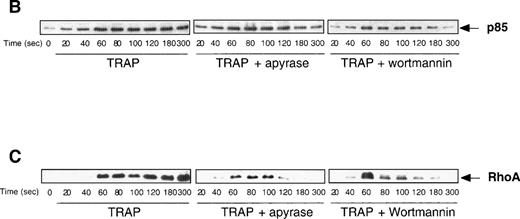 Fig. 6. Both apyrase and the PI 3-kinase inhibitor wortmannin specifically affect the association of myosin heavy chain with the cytoskeleton and the organization of signaling complexes. (A) Cytoskeletons were isolated from 40 μmol/L TRAP-treated platelets at various time points in the absence (•) or in the presence of 1 U/mL apyrase (○) or 100 nmol/L wortmannin (□). Cytoskeletal proteins were separated by a 7.5% SDS-PAGE and visualized by Coomassie Blue staining. Actin and the major actin-binding proteins were quantified by densitometric analysis (ScanMaker IIHR, Microtek, Germany). The relocation of p85 (B) and RhoA (C) to the cytoskeleton was analyzed by Western blotting with specific antibodies. Data shown are representative of 3 independent experiments with similar results.