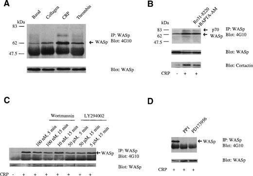 Fig. 1. WASp is phosphorylated on tyrosine in platelets; effect of inhibitors. (A) Tyrosine phosphorylation of WASp in stimulated platelets. Western blots of WASp immunoprecipitates (10% SDS-PAGE) were probed with antiphosphotyrosine (4G10; upper panel) and, after stripping of the blot, anti-WASp antibodies (lower panel). WASp was tyrosine phosphorylated under basal conditions (lane 1) and underwent an increase in phosphorylation after stimulation by collagen (10 μg/mL) for 90 seconds (lane 2); CRP (3 μg/mL) for 90 seconds (lane 3); and thrombin (1 U/mL) for 30 seconds (lane 4). (B) The effect of inhibition of PLC activity on tyrosine phosphorylation of WASp. Western blots of WASp immunoprecipitates were probed with antiphosphotyrosine (4G10; upper panel) and, after stripping of the blot, anti-WASp (middle panel) and anticortactin (lower panel) antibodies. Basal conditions are shown in lane 1 and platelets stimulated with CRP (3 μg/mL, 90 seconds) are shown in lane 2. No significant effect on tyrosine phosphorylation induced by CRP occurred when platelets were preincubated with 5 μmol/L Ro31-8220 for 5 minutes and 40 μmol/L BAPTA-AM for 5 minutes (lane 3). (C) The effect of PI 3-kinase inhibitors on tyrosine phosphorylation of WASp. (D) The effect of tyrosine kinase inhibitors on phosphorylation of WASp. In (C) and (D), conditions are as in (A), with the exception that the probe for cortactin is not shown. One experiment is shown that is representative of 3.