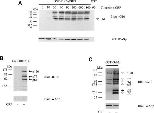Fig. 2. Association of WASp with Btk, PLCγ2, and Grb2. Lysate from resting or CRP (3 μg/mL)-stimulated platelets were incubated with GST linked to the SH3 domains of Btk (10 μg) and PLCγ2 (5 μg) and full-length Grb2 (10 μg). Proteins were separated on 10% SDS-PAGE and electroblotted to PVDF membranes. Membranes were immunoblotted using the antiphosphotyrosine MoAb 4G10 (upper panel). Membranes were stripped and reprobed with anti-WASp MoAb (lower panel). (A) Time course of WASp association to GST-PLCγ2-SH3. Several tyrosine phosphorylated proteins bind to GST-PLCγ2-SH3 but not to GST (90-second time point shown) from CRP-stimulated platelets. The 64-kD band was shown to contain WASp by stripping the blot and reprobing. (B) WASp association to GST-Btk-SH3. (C) WASp association to GST-Grb2. The gels are representative of 3 to 5 experiments.