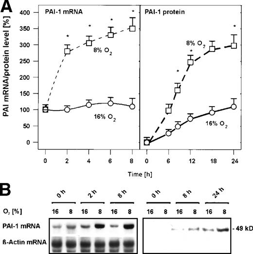 Fig. 1. Hypoxia-dependent induction of PAI-1 mRNA and protein expression in primary rat hepatocyte cultures. Hepatocytes were cultured for 24 hours under arterial pO2. At 24 hours, the medium was changed and cells were further cultured for the times indicated under normoxic (16% O2) and hypoxic (8% O2) conditions. (A) In each experiment, the PAI-1 mRNA level measured by Northern blotting (cf B) at 0 hour under normoxia (16% O2) was set equal to 100%. The PAI-1 protein level measured by Western blotting (cf B) at 0 hour under normoxia (16% O2) was set equal to 1%. Values are means ± standard error of mean (SEM) of 3 independent culture experiments. Statistics, Student's t-test for paired values: * significant differences 16% O2 versus 8% O2,P ≤ .05. (B) Representative Northern and Western blot. For Northern analysis, 15 μg total RNA prepared from the cultured hepatocytes were hybridized to DIG-labelled PAI-1 and β-actin antisense RNA probes (cf, Materials and Methods). A total of 50 μg of protein from the medium of the cultured hepatocytes was subjected to Western analysis with an antibody against rat PAI-1 (cf, Materials and Methods). Autoradiographic signals were obtained by chemiluminescence and scanned by videodensitometry.