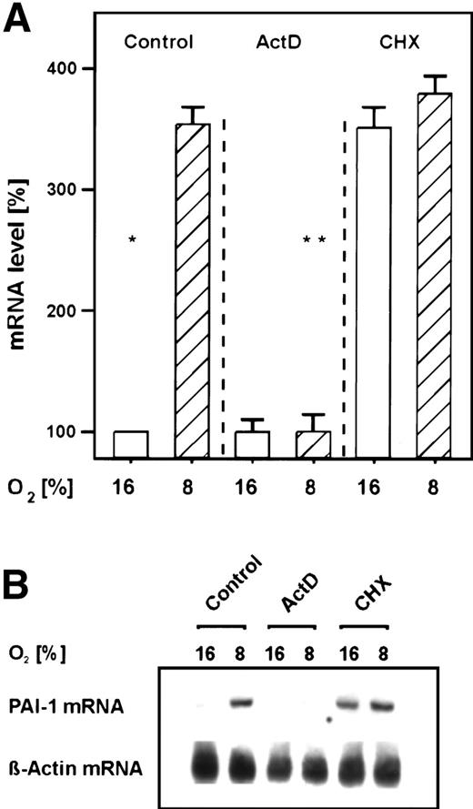 Fig. 2. Inhibition of the hypoxia-dependent PAI-1 mRNA induction by ActD and cycloheximide in primary rat hepatocyte cultures. Hepatocytes were cultured as in Fig 1. (A) The cells were then treated for 30 minutes with ActD (1 μg/mL) or cycloheximide (CHX; 10 μg/mL) before they were placed under hypoxia for 3 hours. A total of 15 μg total RNA was subjected to Northern analysis. In each experiment, the PAI-1 mRNA level measured by Northern blotting (cf B) under normoxia (16% O2) was set equal to 100%. The induction of PAI-1 mRNA by cycloheximide under normoxia was due to a stabilization of PAI-1 mRNA.11 Values ± SEM represent the fold induction of PAI-1 mRNA of 3 independent experiments. Statistics, Student'st-test for paired values: significant differences * 16% O2 versus 8% O2, ** 8% O2 versus ActD, P ≤ .05. (B) Representative Northern blot.