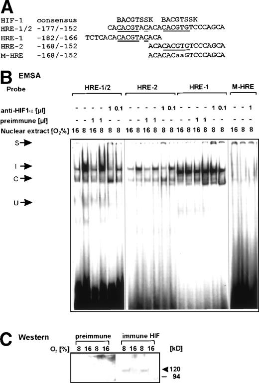 Fig. 4. Binding of HIF-1 to the rat PAI-1 promoter region. (A) Oligonucleotides: the HIF-1 consensus sequence BACGTSSK32were B=G/C/T, S=G/C, and K=G/T and the sense strand of the rat PAI-1 promoter sequence -177/-152 containing the HRE-1 and HRE-2 site, the sense strands of the oligonucleotides containing HRE-1, HRE-2, and the oligonucleotide with a mutation in the HRE-2 site M-HRE are shown. Bases matching the consensus sequences are underlined, mutated bases are in lower case letters. (B) EMSA, left panel: the32P-labeled PAI-1 HRE-1/2 oligonucleotide was incubated with either 10 μg protein of nuclear extracts from normoxic (16% O2) or hypoxic (8% O2) cells in the absence or presence of preimmune serum or rat HIF-1 antibody as indicated (cf, Materials and Methods). In EMSA with antibodies, the nuclear extracts were preincubated with 1 μL of the HIF-1 antibody for 2 hours at 4°C before adding the labeled probe. Middle panel: the32P-labeled HRE-2 (-168/-152) oligonucleotide and the PAI-1 HRE-1 (-182/-166) oligonucleotide were incubated with either 10 μg of nuclear extracts from normoxic (16% O2) or hypoxic (8% O2) cells in the absence or presence of preimmune serum or rat HIF-1 antibody as indicated. The inducible (I) HIF-1 complex was seen with the HRE-2, but not with the HRE-1 oligonucleotide. Right panel: the 32P-labeled mutated HRE-2 (-168/-152) oligonucleotide (M-HRE) was incubated with either 10 μg of nuclear extracts from normoxic (16% O2) or hypoxic (8% O2) cells or with extracts from hypoxic cells in the presence of rat HIF-1 antibody as indicated. The image had to be overexposed to visualize the weak constitutive binding. The DNA-protein binding was analyzed by electrophoresis on 5% native polyacrylamide gels. I, induced HIF-1 complex; C, constitutive complex; S, supershifted complex. (C) Western analysis of nuclear extracts from normoxic (16% O2) or hypoxic (8% O2) cells. A total of 20 μg nuclear extract from 2 different preparations was resolved on a 10% SDS gel and probed with preimmune serum or the HIF-1 antibody.