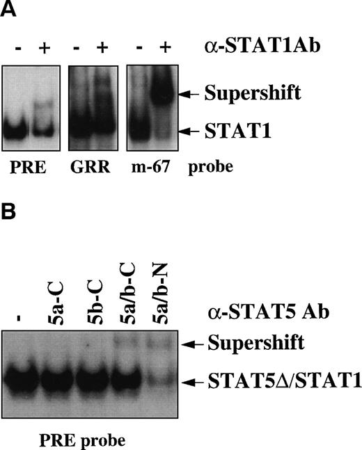 Fig. 2. STAT1 and STAT5-▵ are constitutively activated in HIV+ patients. (A) Supershift analysis using the extract of patient no. 4 of Fig 1, anti-STAT1 rabbit polyclonal Ab, and the different oligonucleotides PRE, GRR, and hSIE/m-67. (B) Supershift analysis using the PRE oligo and 4 different rabbit polyclonal Abs raised against C- (C) or N-terminal (N) epitopes of STAT5a/b proteins.