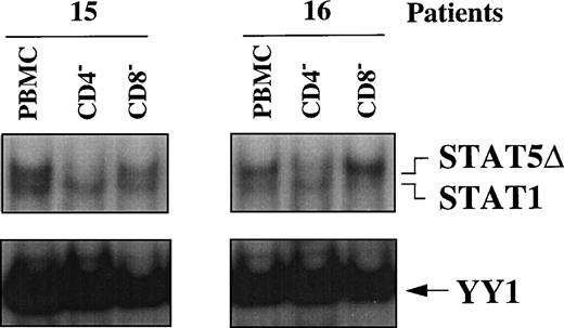 Fig. 4. STAT activation in PBMC subsets of 2 HIV-infected patients. EMSA using WCEs (15 μg) obtained from PBMCs, CD4+- and CD8+-depleted PBMCs, and a mixture of PRE and UCR radiolabeled oligonucleotides.