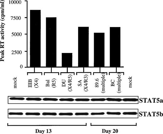 Fig. 5. Expression of STAT5a and STAT5b in PHA blasts infected in vitro with 6 different HIV-1 viral strains. (Upper panel) Peak of RT values of kinetics of infection, observed up to 20 days, of PBMCs purified from a normal healthy donor and then infected in vitro with comparable moi of either 3 laboratory-adapted HIV-1 strains (IIIB/LAI, BaL, and 89.6) or 3 primary isolates (DU, SA, and BC). The peak of RT values was at day 13 for the IIIB, BaL, DU, and SA strains and at day 20 for the 89.6 and BC strains. (Lower panel) Immunoblotting of WCEs obtained at the indicated peaks of blast infection using first anti-STAT5a and then, after stripping of the filter, anti-STAT5b rabbit polyclonal Abs.