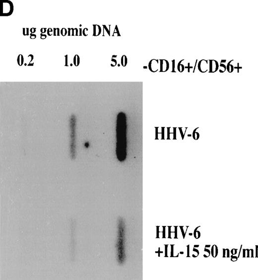 Fig. 2. Effect of IL-15 on infection of NK-depleted PBMC by HHV-6. PHA-activated NK-depleted PBMC were infected with HHV-6 and cultured in the absence (A) or presence of 10 ng/mL (B) or 50 ng/mL (C) rIL-15. HHV-6 antigen expression and HHV-6 DNA content (D) were determined as described in Materials and Methods and as in the legend to Fig 1.