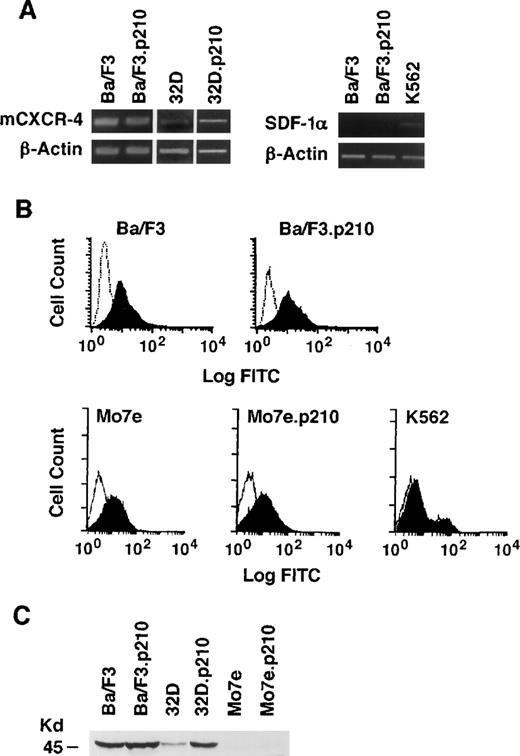 Fig. 1. Analysis of SDF-1 mRNA and CXCR-4 expression in murine and human cell lines with and without BCR/ABL. (A) The expression of SDF-1 and CXCR-4 mRNA was evaluated by RT-PCR in the murine pre-B cell line Ba/F3, the murine myeloid cell line 32D, and in their BCR/ABL-transformed counterparts. The human erythroleukemia cell line K562 was also evaluated. Primers for β-actin were used to equalize the amount of RT-products used. (B) Immunostaining with antibodies to murine CXCR-4 was performed with the Ba/F3 and Ba/F3.p210BCR/ABL cell lines (solid histogram). Background staining was determined using a nonspecific isotype matched IgG (clear histogram). Immunostaining with antibodies to human CXCR-4 was performed with the human Mo7e, Mo7e.p210BCR/ABLmegakaryocytic, and K562 cell lines (solid histogram). Background staining (clear histogram) was determined using a nonspecific isotype matched IgG. (C) Expression of murine CXCR-4 by immunoblotting of protein extracts prepared from Ba/F3, 32D, Mo7e, and their BCR/ABL counterparts. The molecular weight marker of 45 kD is shown and CXCR-4 has an approximate molecular weight of 48 kD.