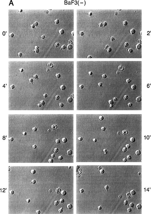 Fig. 3. Time-lapse video microscopy of untransformed and BCR/ABL transformed cells in response to SDF-1. As described in Materials and Methods, Ba/F3 (A/B) and BCR/ABL-transformed Ba/F3 (C/D) cells were visualized by time-lapse video microscopy, without (A/C) and with (B/D) SDF-1. Ba/F3 cells have increased membrane ruffling, microspikes, and formation of pseudopods in response to SDF-1. In contrast, Ba/F3.p210BCR/ABL cells had enhanced cell motility (as characterized by membrane ruffling, formation of pseudopods, formation of filopodia, and formation of uropod structures) with or without SDF-1.