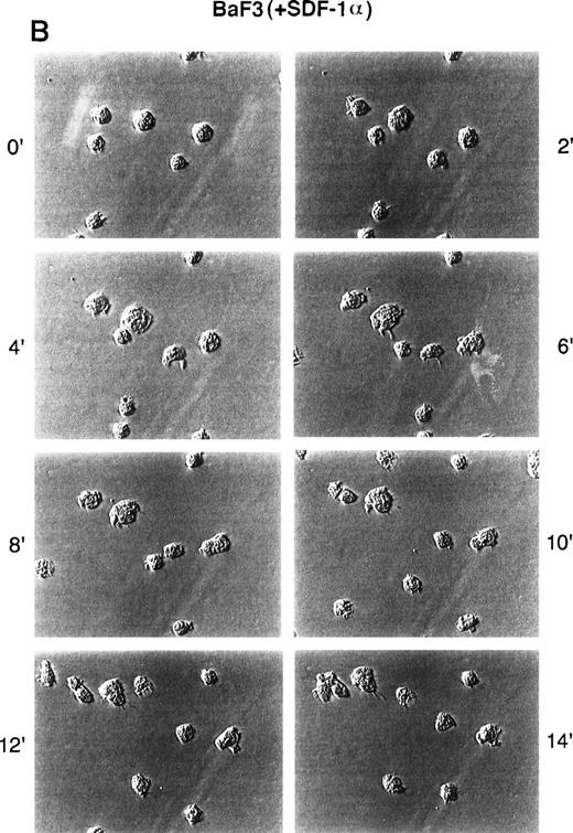 Fig. 3. Time-lapse video microscopy of untransformed and BCR/ABL transformed cells in response to SDF-1. As described in Materials and Methods, Ba/F3 (A/B) and BCR/ABL-transformed Ba/F3 (C/D) cells were visualized by time-lapse video microscopy, without (A/C) and with (B/D) SDF-1. Ba/F3 cells have increased membrane ruffling, microspikes, and formation of pseudopods in response to SDF-1. In contrast, Ba/F3.p210BCR/ABL cells had enhanced cell motility (as characterized by membrane ruffling, formation of pseudopods, formation of filopodia, and formation of uropod structures) with or without SDF-1.