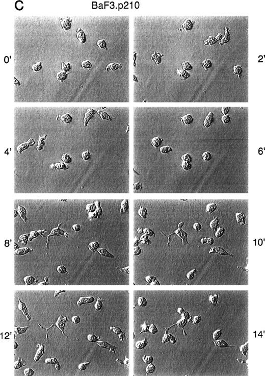 Fig. 3. Time-lapse video microscopy of untransformed and BCR/ABL transformed cells in response to SDF-1. As described in Materials and Methods, Ba/F3 (A/B) and BCR/ABL-transformed Ba/F3 (C/D) cells were visualized by time-lapse video microscopy, without (A/C) and with (B/D) SDF-1. Ba/F3 cells have increased membrane ruffling, microspikes, and formation of pseudopods in response to SDF-1. In contrast, Ba/F3.p210BCR/ABL cells had enhanced cell motility (as characterized by membrane ruffling, formation of pseudopods, formation of filopodia, and formation of uropod structures) with or without SDF-1.