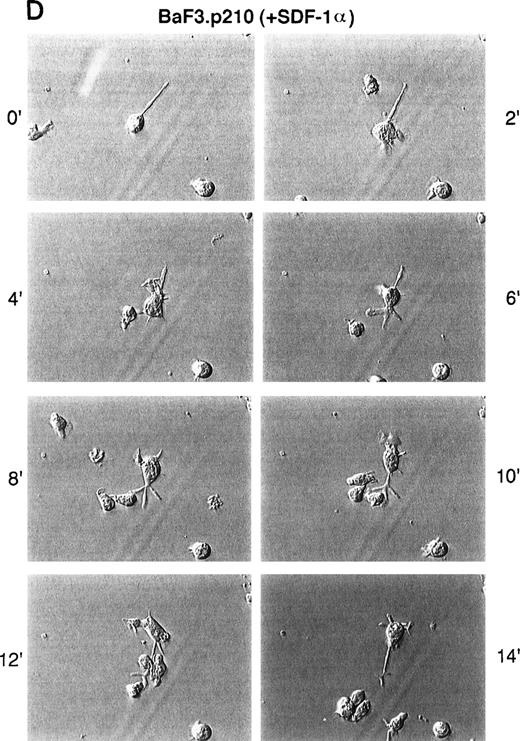 Fig. 3. Time-lapse video microscopy of untransformed and BCR/ABL transformed cells in response to SDF-1. As described in Materials and Methods, Ba/F3 (A/B) and BCR/ABL-transformed Ba/F3 (C/D) cells were visualized by time-lapse video microscopy, without (A/C) and with (B/D) SDF-1. Ba/F3 cells have increased membrane ruffling, microspikes, and formation of pseudopods in response to SDF-1. In contrast, Ba/F3.p210BCR/ABL cells had enhanced cell motility (as characterized by membrane ruffling, formation of pseudopods, formation of filopodia, and formation of uropod structures) with or without SDF-1.