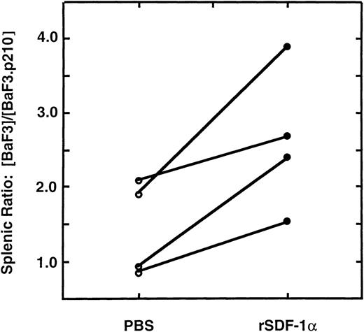 Fig. 6. Enhanced homing of Ba/F3 cells to the spleen in the presence of SDF-1, in vivo. The splenic ratio of differently-labeled, fluorescent Ba/F3 and Ba/F3.p210BCR/ABL cells was determined 3 hours after injection into mice. Recipient mice spleens were injected with PBS (○) or recombinant SDF-1 (1μg; ◍) immediately before infusion of pooled cells. Ba/F3 cells homed more efficiently to the spleen than Ba/F3.p210BCR/ABL cells in the presence of SDF-1 (P < .05). The lines connecting circles indicate paired mice in 4 independent experiments.