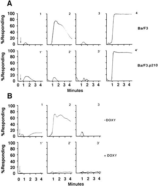 Fig. 8. Calcium flux analysis of untransformed and BCR/ABL-transformed hematopoietic cells in response to SDF-1. Analysis of calcium flux of Ba/F3 and BCR/ABL−transformed Ba/F3 cells, as described in Materials and Methods. Ba/F3, Ba/F3.p210BCR/ABL (panel A, graphs 1 and 1′, respectively), and TonB210.1 (with and without doxycycline, panel B, graphs 1 and 1′) had equal basal levels of calcium fluxes. When SDF-1 (100 ng/mL) was added to Ba/F3 (A, graph 2) and TonB210.1 (without doxycycline; B, graph 2), an increase flux of calcium was observed. Unlike the wild-type Ba/F3 and uninduced TonB210.1, the BCR/ABL-transformed cell line Ba/F3.p210BCR/ABL (A, graph 2′) and activated BCR/ABL TonB210.1 (with doxycycline; B, graph 2′) showed no calcium flux in response to SDF-1. Similar to the baseline levels of calcium fluxes of Ba/F3 and Ton B210.1, cells that were pretreated with pertussis toxin lacked a response to SDF-1 (A, graph 3 and B, graph 3, respectively). As a positive control for the Ba/F3 and Ba/F3.p210BCR/ABL cell lines (A, graphs 4 and 4′, respectively), we measured calcium fluxes in response to ionomycin (5 μg/mL). The arrow in each panel represents the time of addition of SDF-1.