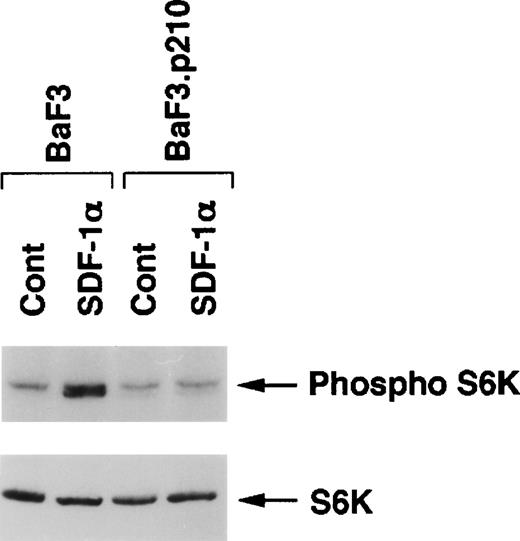 Fig. 9. Phosphorylation status of p70 S6 kinase in response to SDF-1. Immunoblot analysis of p70 S6 kinase phosphorylation of Ba/F3 and Ba/F3.p210 in response to SDF-1. SDF-1 induces serine 421/threonine 424 phosphorylation of p70 S6 kinase in normal Ba/F3 cells, but not in BCR/ABL-transformed cell lines. The same blot was stripped and probed with anti-S6 kinase showing that the amount of p70 S6 kinase is equivalent in all lanes.