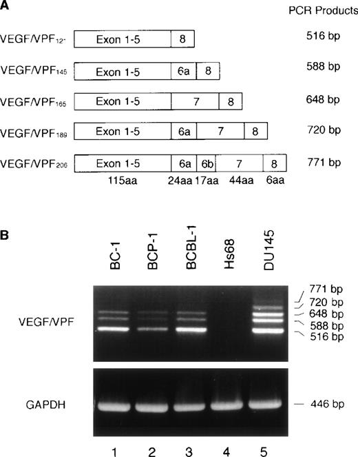 Fig. 2. Expression of VEGF/VPF isoforms by PEL cell lines. (A) Schematic representation of the VEGF/VPF mRNA splice variants together with the expected length of the respective RT-PCR amplification products. aa, amino acids. (B) Expression of VEGF/VPF isoforms in PEL (BC-1, BCP-1, and BCBL-1), skin fibroblast (Hs68), and prostate carcinoma (DU145) cells. Total RNA was translated into cDNA and amplified by PCR. The 3 splice variants coding for the secreted forms of VEGF/VPF were amplified from all 3 PEL cell lines. Signals for all 5 isoforms were amplified from DU145 cells and none from Hs68 cells.