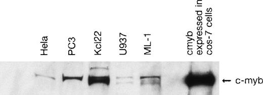 Fig. 3. Expression of c-myb in nuclear extracts of cell lines from various tissues. Protein (10 μg) from nuclear extract of the indicated cell lines was loaded in SDS sample buffer on a 7.5% Tris-HCl gel. After blotting, c-myb was detected using a monoclonal antibody (Upstate Biotechnology). Nuclear extract from Cos-7 cells transfected with a c-myb expression vector served as a positive control. A single band with a molecular weight of approximately 80 kD was detected for the nonmyeloid cell lines (PC3 and HeLa), whereas double bands were seen for the myeloid cell lines (U937 and KCL 22). This might indicate differences in the phosphorylation status or the presence of different splice variants.