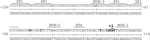 Fig. 4. Potential myb binding sites in the cyclin A1 promoter. The 3 potential myb binding sites are shown along with the important Sp1 binding sites and the transcription start sites (marked in bold).