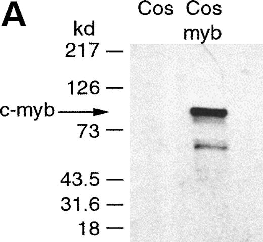 Fig. 6. Binding of c-myb to myb binding sites in the cyclin A1 promoter (EMSA). (A) Expression of c-myb in nuclear extracts of Cos-7 cells either transfected with empty vector (Cos) or with a c-myb expression vector (Cos-myb). Western blot analysis was performed similar to the experiment shown in Fig 3. (B) Binding of the different nuclear extracts to a c-myb consensus binding site and to the cyclin A1 promoter myb binding site at position +2. The nuclear extract containing c-myb protein led to a c-myb containing band at the consensus site as well as at the cyclin A1 promoter myb site. This band was successfully competed away by a 50-fold excess of the nonlabeled oligonucleotide encompassing the cyclin A1 myb site but not by a 50-fold excess of a nonspecific oligonucleotide. Also, the addition of 2 μg of a murine isotype control antibody did not alter the appearance of the band. However, an anti–c-myb antibody led to a supershift of the band.