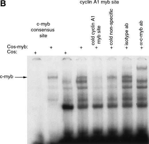 Fig. 6. Binding of c-myb to myb binding sites in the cyclin A1 promoter (EMSA). (A) Expression of c-myb in nuclear extracts of Cos-7 cells either transfected with empty vector (Cos) or with a c-myb expression vector (Cos-myb). Western blot analysis was performed similar to the experiment shown in Fig 3. (B) Binding of the different nuclear extracts to a c-myb consensus binding site and to the cyclin A1 promoter myb binding site at position +2. The nuclear extract containing c-myb protein led to a c-myb containing band at the consensus site as well as at the cyclin A1 promoter myb site. This band was successfully competed away by a 50-fold excess of the nonlabeled oligonucleotide encompassing the cyclin A1 myb site but not by a 50-fold excess of a nonspecific oligonucleotide. Also, the addition of 2 μg of a murine isotype control antibody did not alter the appearance of the band. However, an anti–c-myb antibody led to a supershift of the band.