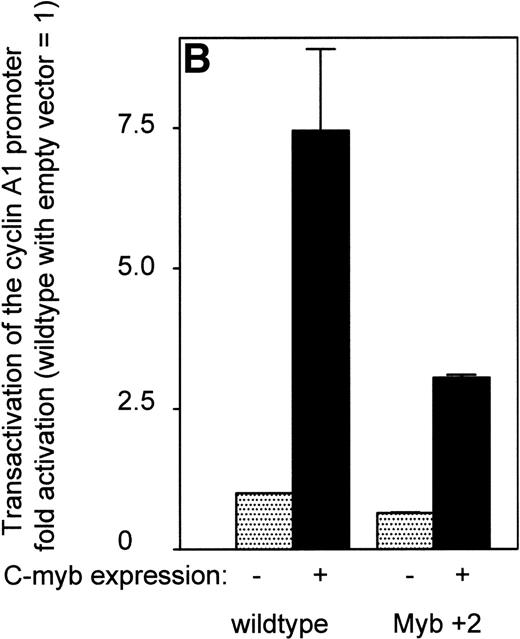 Fig. 7. Effect of point mutations on the activity of the cyclin A1 promoter. (A) After introducing mutations into potential transcription factor binding sites of the cyclin A1 promoter (335-bp fragment), luciferase constructs were transfected into KCL 22 cells that express high levels of c-myb (Fig 3). Bars represent the mean and SEM of at least 3 independent experiments. (B) The wild-type cyclin A1 reporter construct or the myb 1 site mutation of the cyclin A1 promoter was cotransfected with either c-myb or empty vector into CV-1 cells. These experiments were performed using the Dual Luciferase Assay system and the pRL-SV40 vector for standardization.
